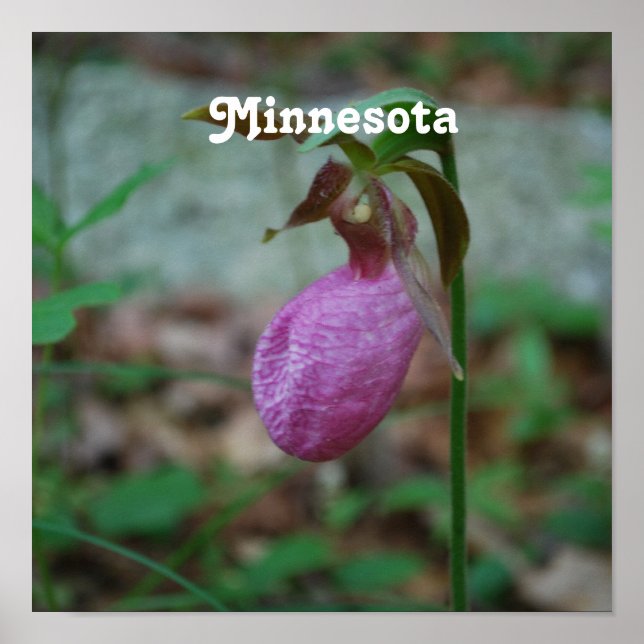 Poster Lady Slipper (Devant)