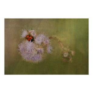 Poster Ladybird sur Dandelion : Fermer l'art photographiq