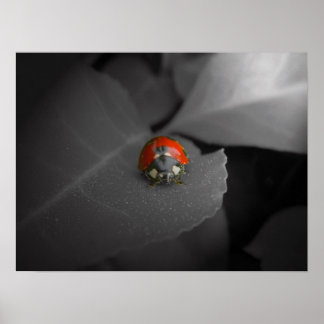 Poster Ladybug