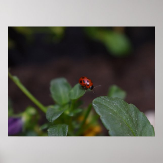 Poster Ladybug (Devant)