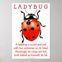Ladybug