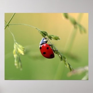 Poster Ladybug