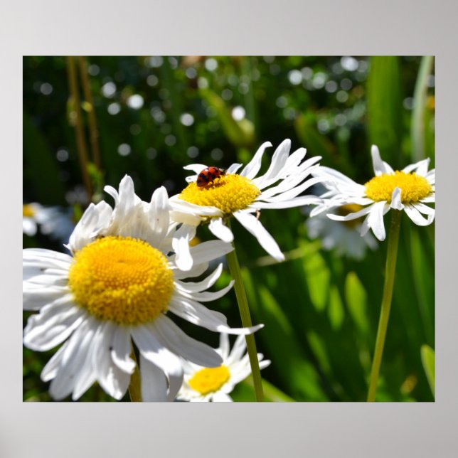 Poster Ladybug et Daisies (Devant)