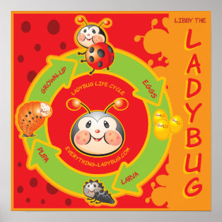 Poster Ladybug Life Cylce pour enfants