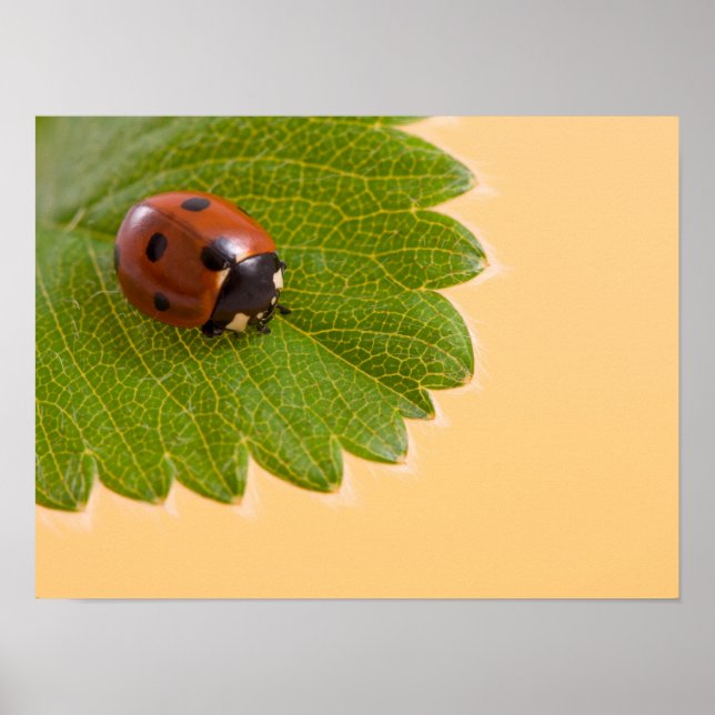 Poster Ladybug sur la feuille verte (Devant)