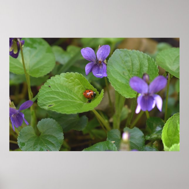 Poster Ladybug sur les fleurs de violet doux (Devant)