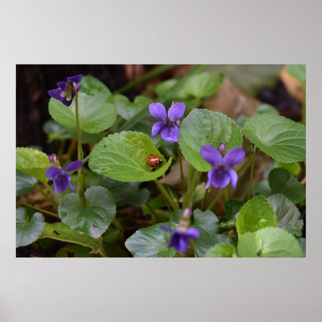 Poster Ladybug sur les fleurs de violet doux (Devant)