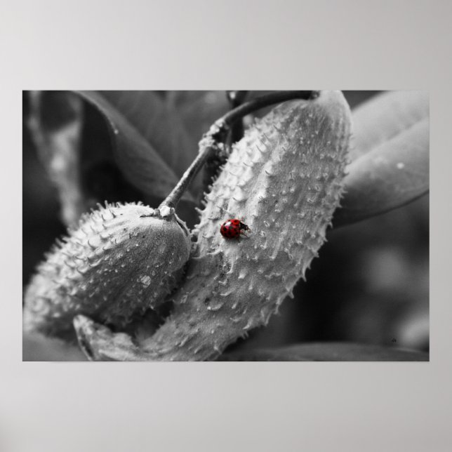 Poster Ladybug sur Milkweed (Devant)