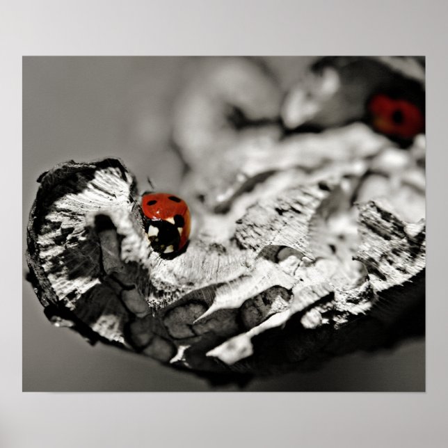 Poster Ladybugs (Devant)