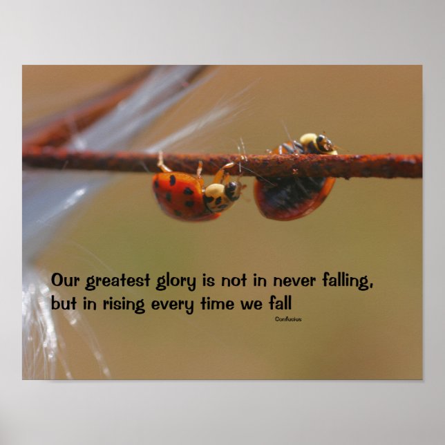 Poster Ladybugs Attitude Inspiration Confucius Citation (Devant)
