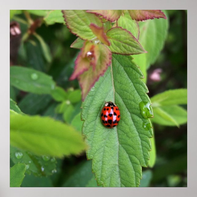 Poster ladybule on leaf (Devant)