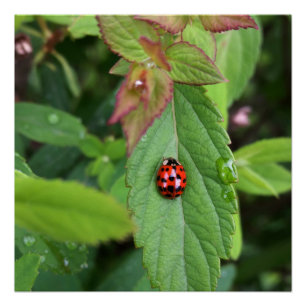 Poster ladybule on leaf