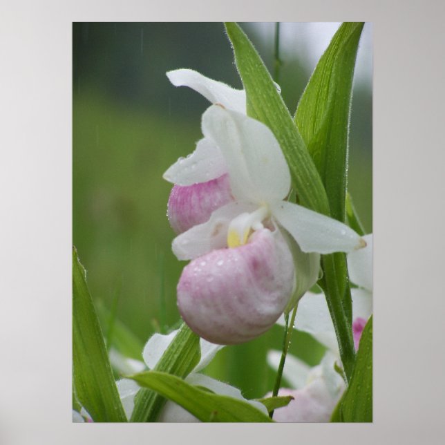 Poster Ladyslipper dans la pluie (Devant)
