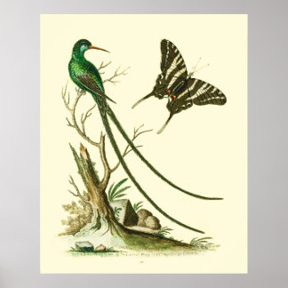 Poster L'affiche à bec rouge Streamertail Hummingbird