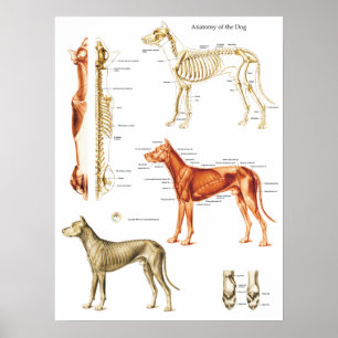 Poster L'affiche d'anatomie de chien Muscles et désosse