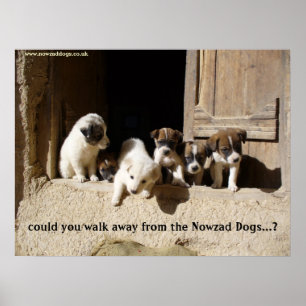 Poster L'affiche de Nowzad Puppies