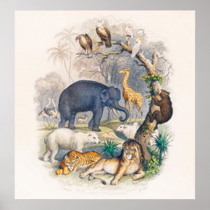 Poster L'affiche de règne animal
