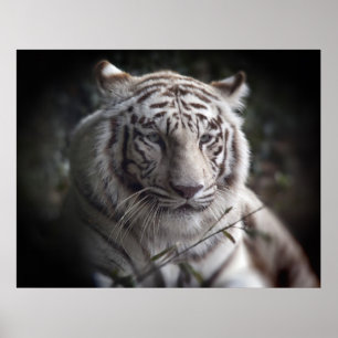 Poster L'affiche des yeux attentifs du tigre