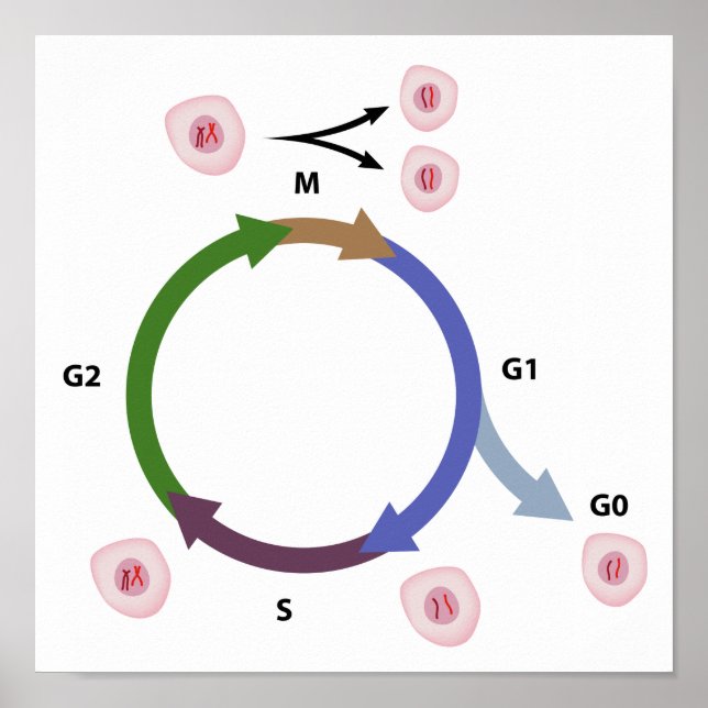 Poster L'affiche du cycle cellulaire (Devant)