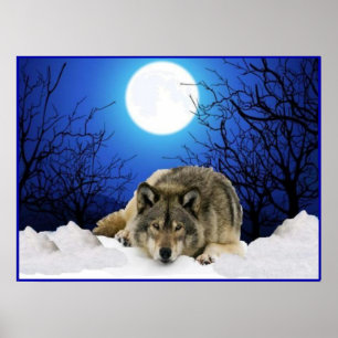 Poster L'affiche du loup de l'observateur