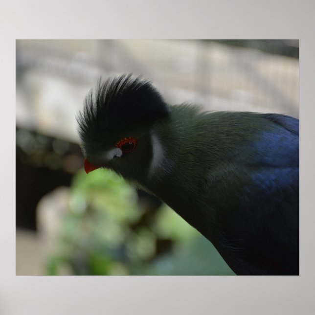 POSTER L'AFFICHE DU TURACO DE GUINÉE (Devant)