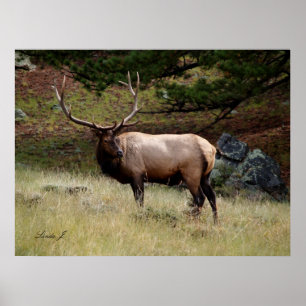 Poster L'affiche Elk in the Wild