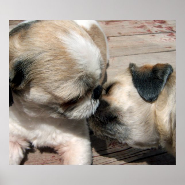 Poster L'affiche Kiss (Devant)