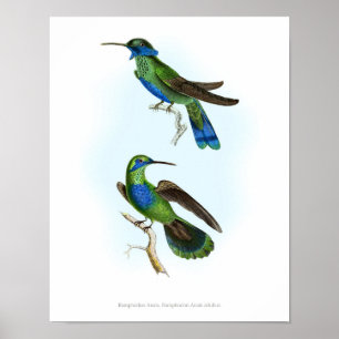 Poster L'affiche LA PLUS DE HAUTE QUALITÉ des colibris de