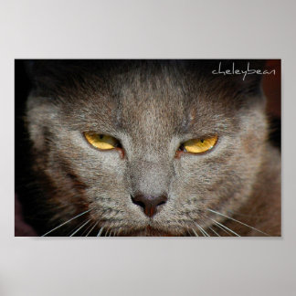 Poster L'affiche Smokey the Cat