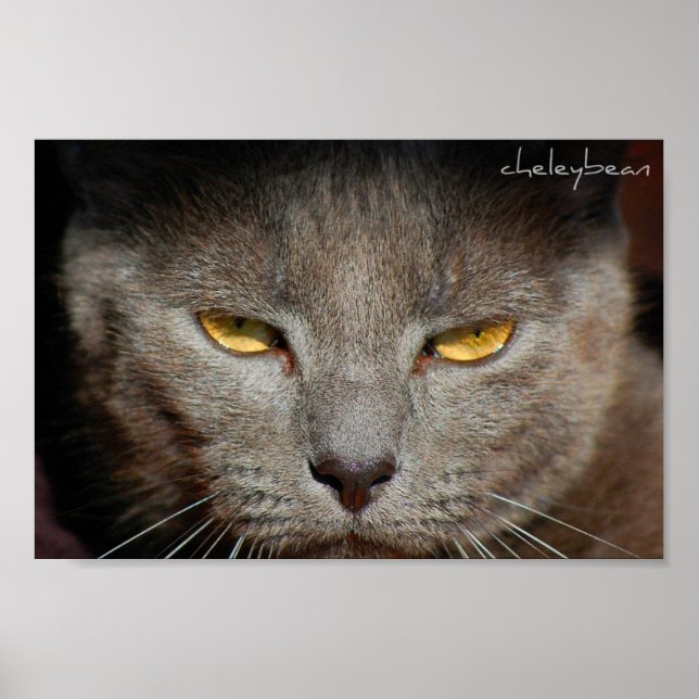 Poster L'affiche Smokey the Cat (Devant)