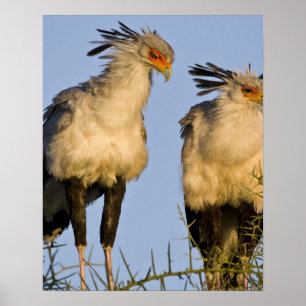 Poster L'Afrique. La Tanzanie. Secrétaire oiseaux chez
