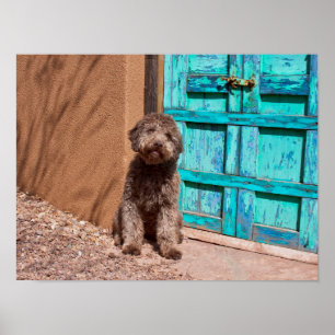 Poster Lagotto Romagnolo Attend Par Une Porte Bleue