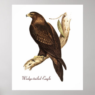 Poster L'Aigle À La Pointe Était À La Voie. Un magnifique