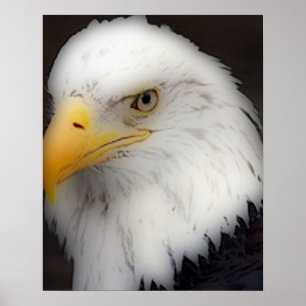 Poster 'L'aigle à tête blanche américain en portrait'