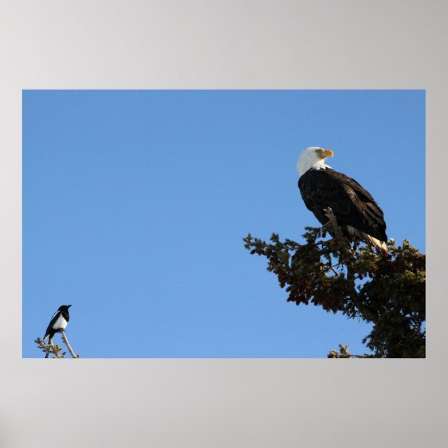 Poster L'aigle chauve de BEIAM ignore une tourte (Devant)