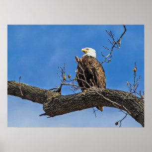 Poster L'aigle royal chauve