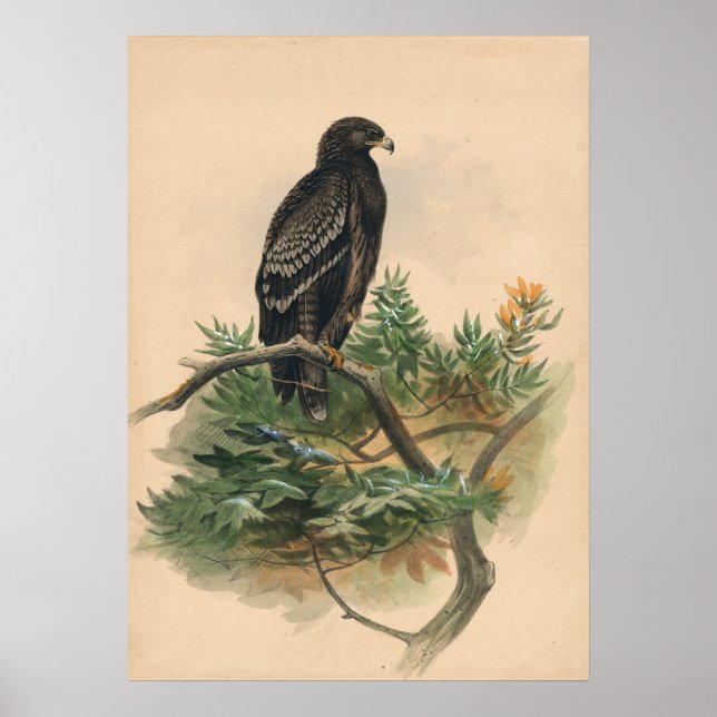 Poster L'aigle tacheté par Joseph Wolf (Devant)