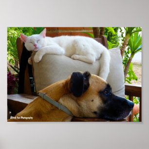 Poster Laissez les chats endormis