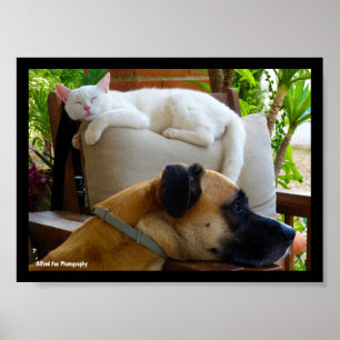 Poster Laissez les chats endormis