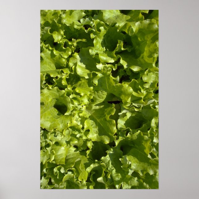 Poster Laitue verte (Devant)