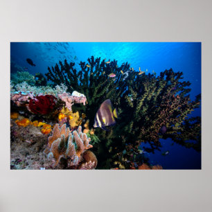 Poster Laja Ampat 4 sous-marins