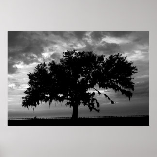 Poster Lakefront Live Oak
