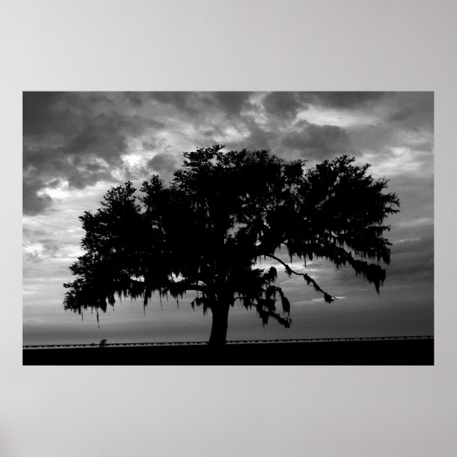 Poster Lakefront Live Oak (Devant)