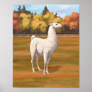 Poster Lama blanc dans une prairie de ferme en automne