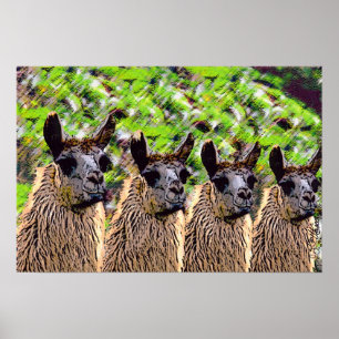 Poster 'Lama de Se de Como ? '