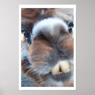 Poster Lama ringard
