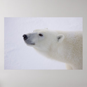 Poster L'Amérique du Nord, Canada, Manitoba, Churchill. 7