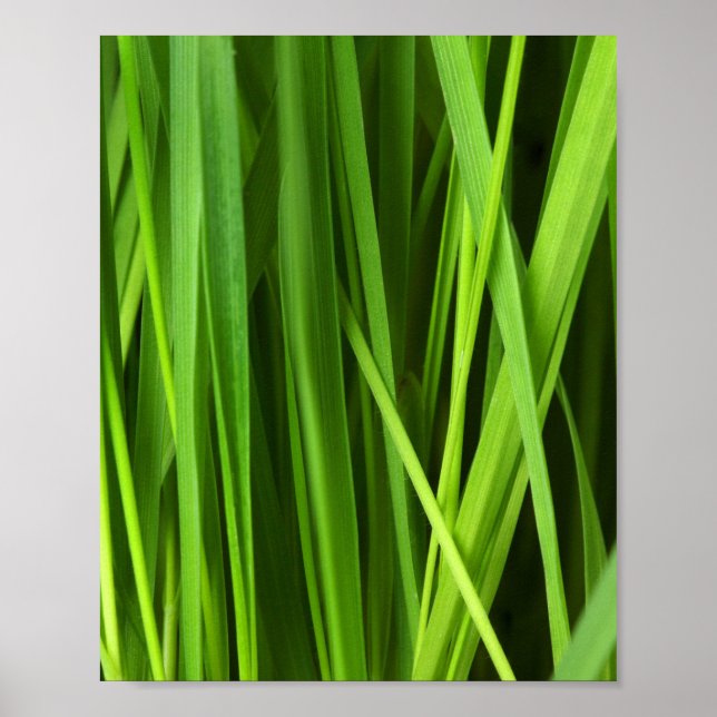 Poster Lames d'herbe (Devant)