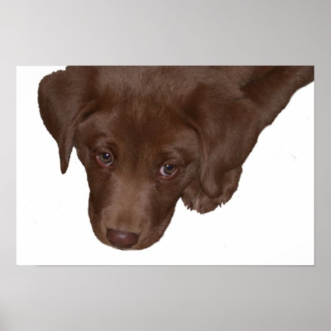 Poster L'amour des chiots (Devant)