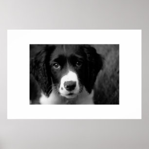 Poster L'amour des chiots